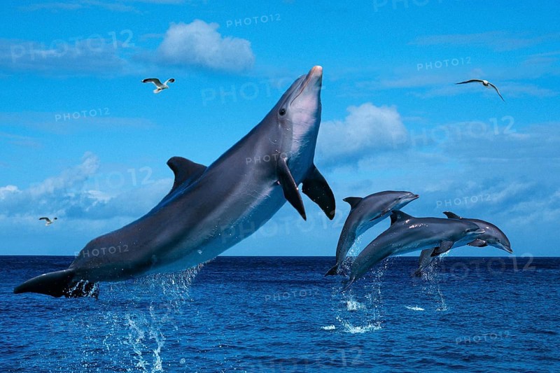Bottlenose Dolphins (Tursiops truncatus) and gulls