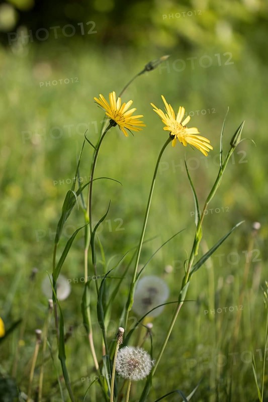 Wiesen-Bocksbart, Tragopogon pratensis, meadow salsify