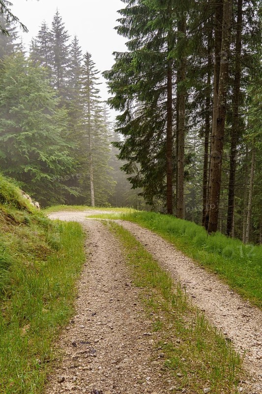 Winding forest path between tall fir trees in the mist, surrounded by green grass and tranquil nature, Gosau, Austria, Europe