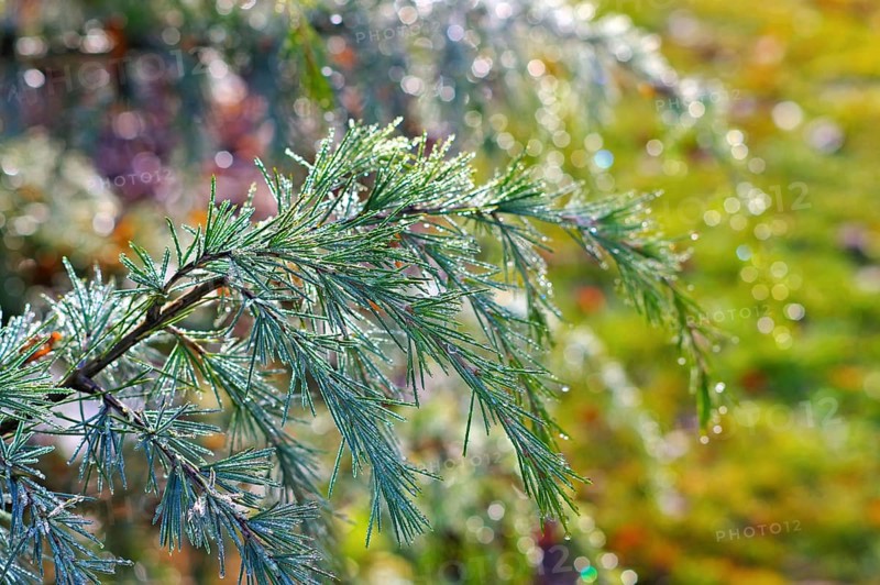 Zweig einer Himalaya-Ceder mit Tautropfen, branch of a Himalayan cedar tree with drops of dew