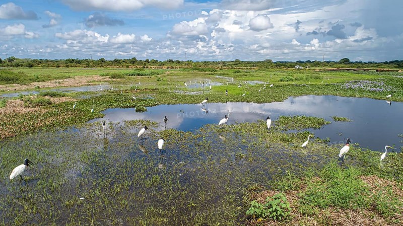 Aerial view of a lagoon and meadows with Jabiru storks and Great egrets, Transpanatnaeira road in background, Pantanal Wetlands, Mato Grosso, Brazil, South America