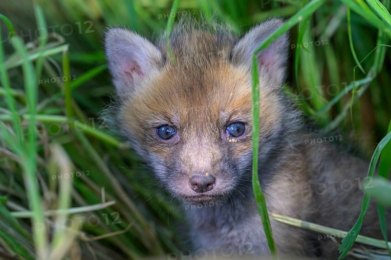 A young fox (Vulpes vulpes) looks curiously into the camera, surrounded by tall grasses and dense vegetation, soft light, Guxhagen, Hesse, Germany, Europe