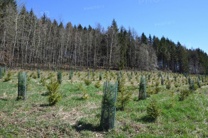 Reforestation in a forest in Saxony. Reforestation in Upper Lusatia