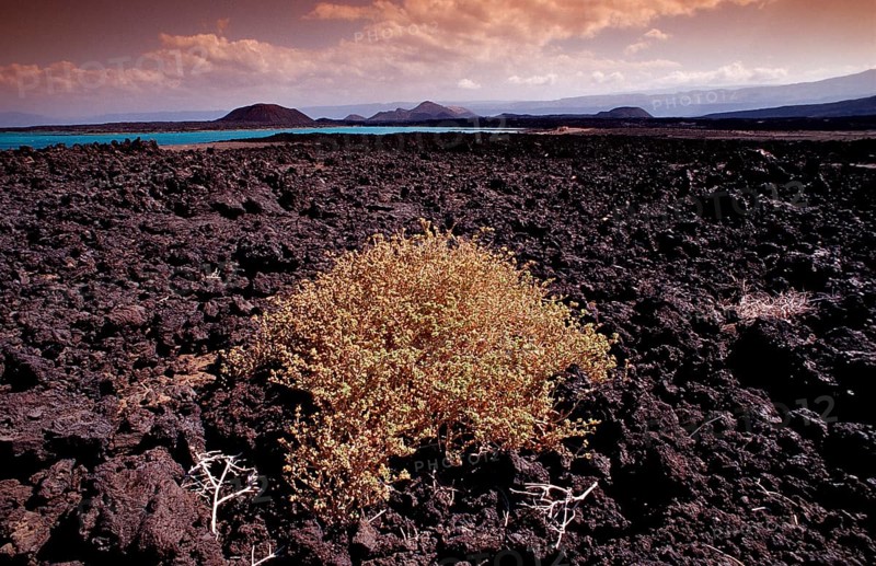 Plants in the desert, Djibouti, Djibouti, Africa, Afar Triangle, Africa