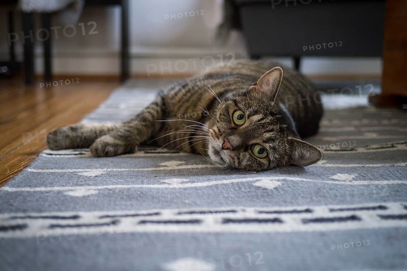 Cat, European shorthair, grey tabby