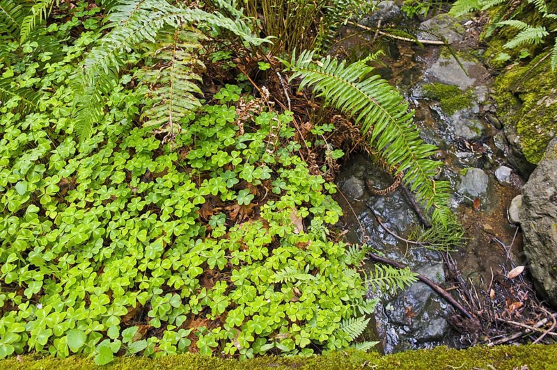 Close up view Redwood sorrel (Oxalis oregana), moss, and sword ferns (Polystichum munitum) growing by a stream in the lush understory of Muir Woods National Monument, Marin County, California. The Western sword fern is from the family Dryopteridaceae (Wood ferns)