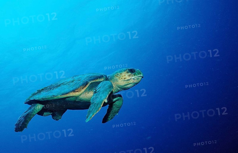 Loggerhead sea turtle, Caretta caretta, Netherlands Antilles, Bonaire, Caribbean, Caribbean Sea