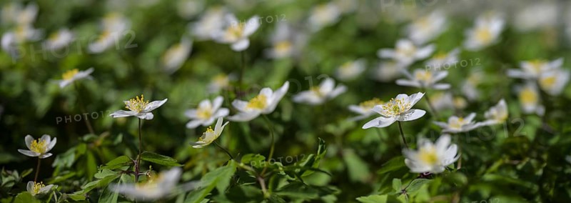 Blooming wood anemone (Anemonoides nemorosa) with white flowers in early spring, panoramic format, copy space, selected focus, very narrow depth of field