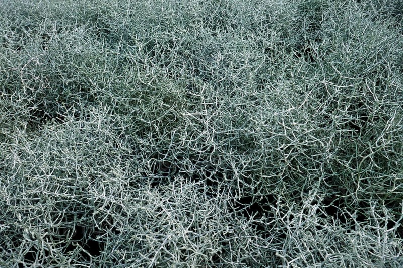 Calocephalus brownii