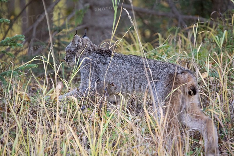 Rocky Mountain Lynx Alberta Canada Close young