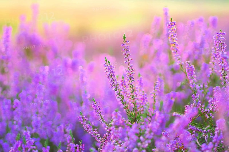 Heather in late summer, flowering Heather, Calluna vulgaris in the morning backlight