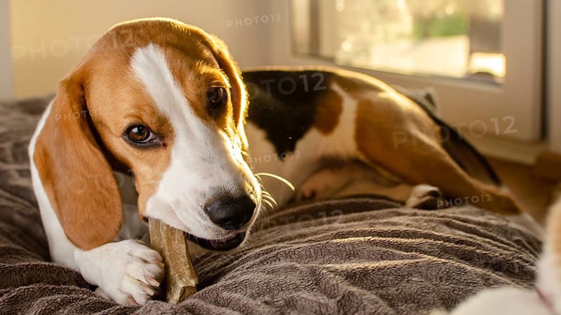 Beagle puppy chewing a dog snack. Biting a bone
