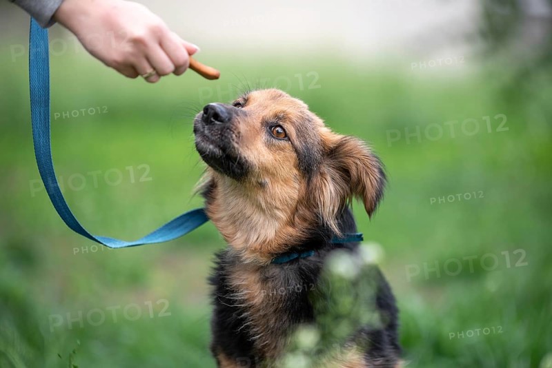 Treat for dogs female hand feeding a mongrel dog on a leash in the park outdoor