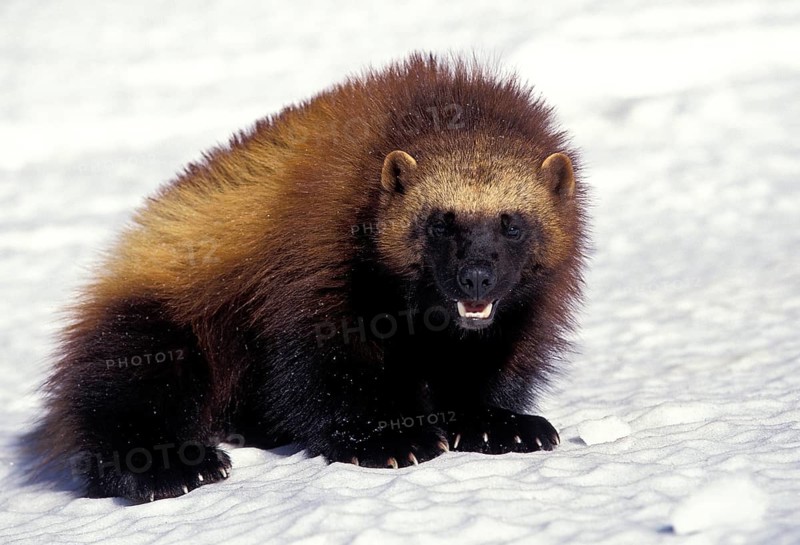 NORTH AMERICAN WOLVERINE (gulo gulo) luscus, ADULT ON SNOW, CANADA