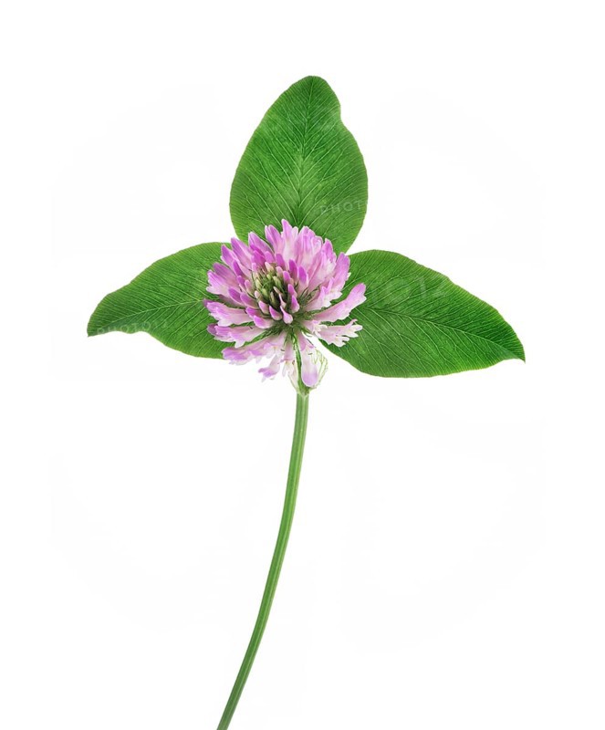 Red clover (Trifolium pratense) closeup of a purple flower with three green leaves. Medicinal herb isolated on white