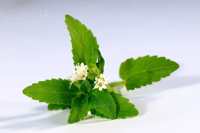 Sweet herb, sugar leaf (Stevia rebaudiana), sugar plant