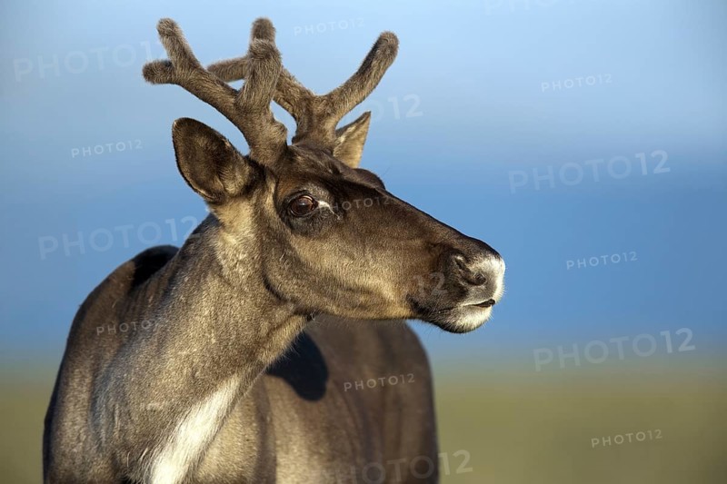 Caribou, female, Mount Jacques Cartier, Gaspesie National Park, Woodland caribou (Rangifer tarandus caribou), Canada, North America