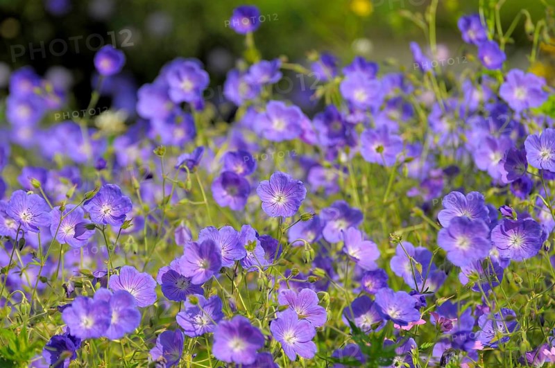 Cranesbill blue flowering in the garden, Meadow cranesbill (Geranium pratense)