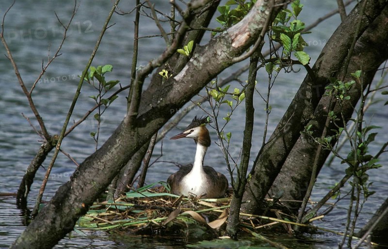 Great Crested Grebe (podiceps cristatus), Adult standing on Nest