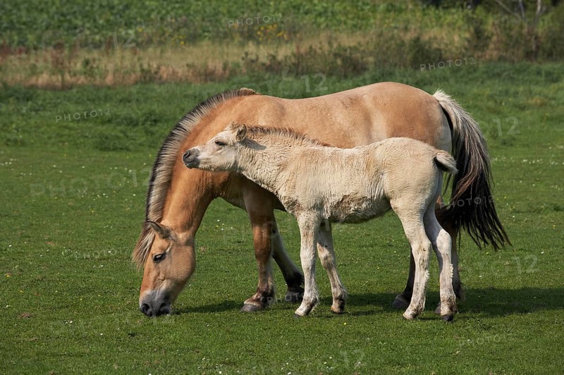 Norwegian Fjord Horse, Mare and Foal