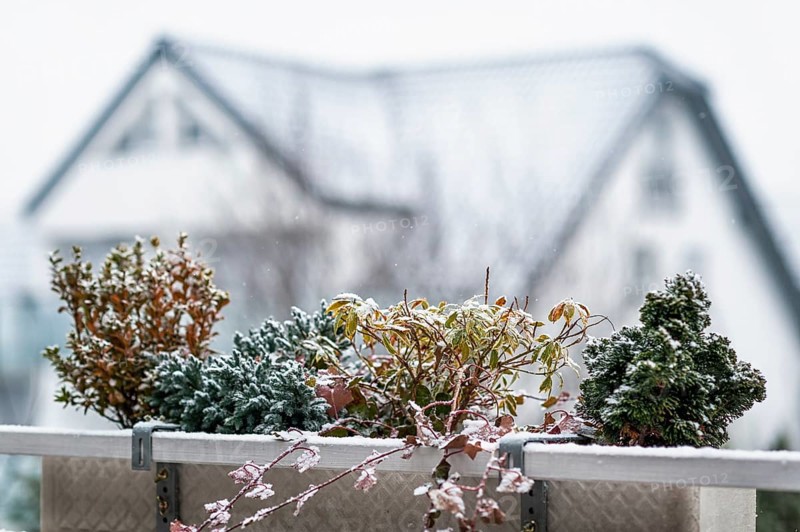 Balcony with hardy plants in winter