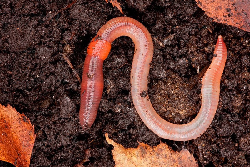 Tauwurm (Lumbricus terrestris), Rhineland-Palatinate, Germany, Europe