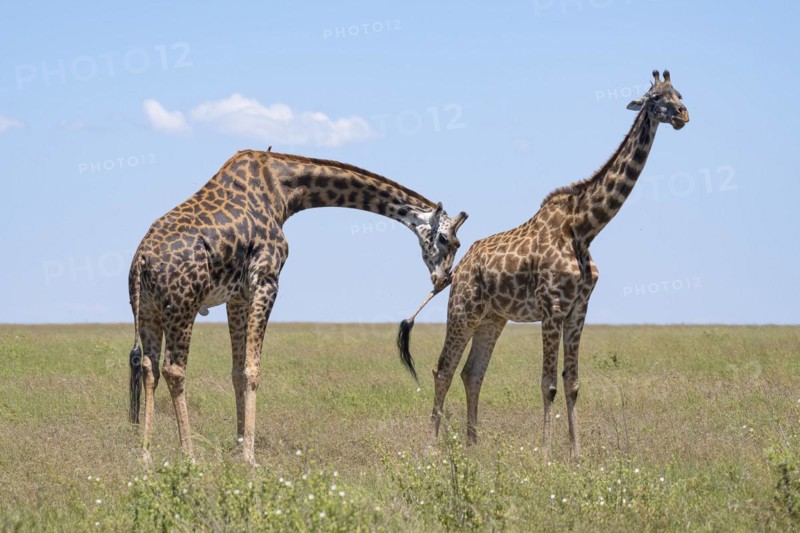 Masai giraffe (Giraffa tippelskirchi), bull checks cow's readiness to mate, mating, Serengeti National Park, Tanzania, Africa