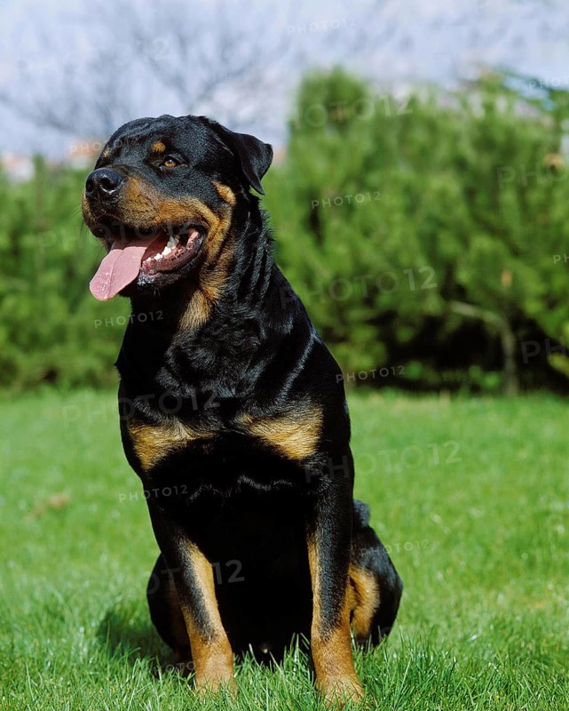 ROTTWEILER DOG, ADULT SITTING ON GRASS