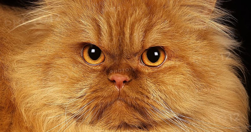 Red Self Persian Domestic Cat laying against Black Background