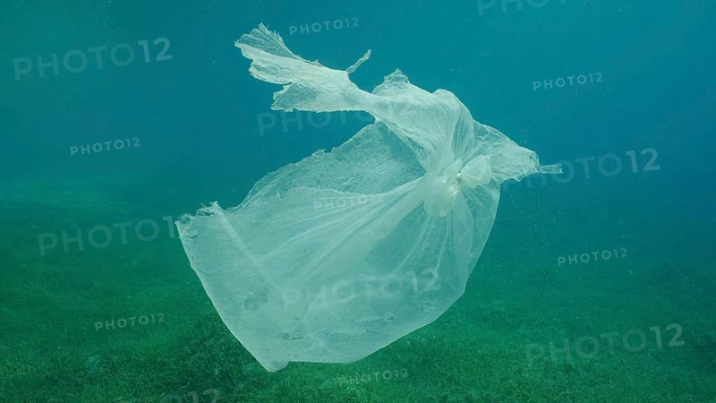 Old plastic bag drifting in water column over seagrass meadow. Plastic bag floating underwater on the blue depth, environmental pollution. Plastic pollution of Ocean, Red sea, Safaga, Egypt, Africa