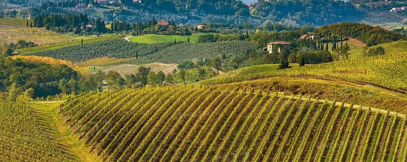 Tuscan landscape with vineyards rows, houses in Tuscany wine region, Italy, Europe