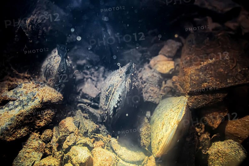 Freshwater pearl mussel (Margaritifera margaritifera), underwater photo in stream, lying in the current and filtering water with their gills, Eifel, North Rhine-Westphalia, Germany, Europe