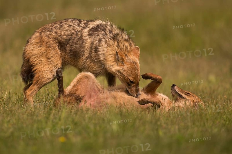 Social behaviour of the golden jackal, grooming in pairs