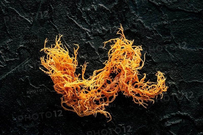 Irish sea moss. Chondrus Crispus, healthy organic raw seaweed, a close-up on a black slate background