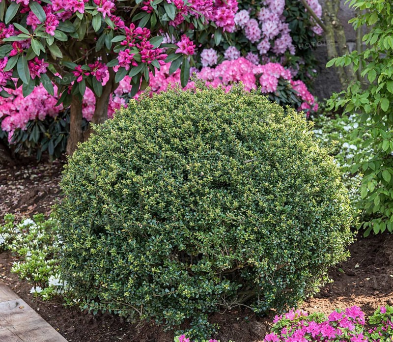 Japanese pod (Ilex crenata 'Stokes')
