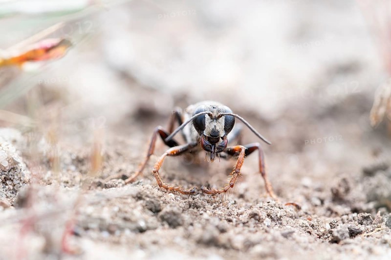 Golden digger wasp (Sphex funerarius), digs its nest in the sandy soil, Döberitzer Heide nature reserve, Brandenburg, Germany, Europe