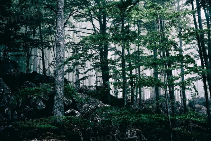 Foggy dark forest in ghostly appearance