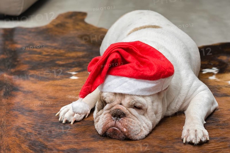 Cute English Bulldog sleeping in a Christmas hat