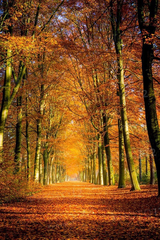Autumn avenue, leaves on the ground, with trees lined up on a sunny day. Beauty in nature and seasons