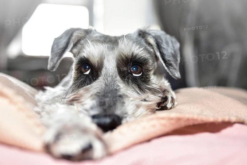 A grey dog of the Schnauzer breed cutely looks up while lying on the bed. Schnauzer dog looks with kind eyes, doggy is lying on the bed. Cute grey dog on the bed