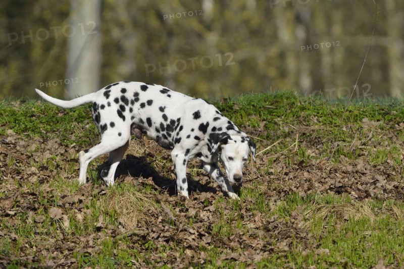 Dalmatian (dog) runs through the forest. Dalmatiner Hund im Wald