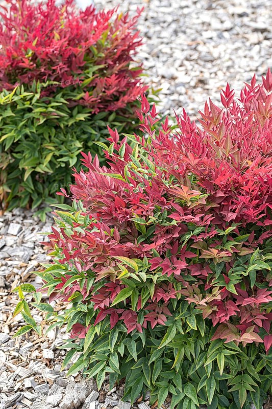 Sky bamboo (Nandina domestica OBSESSED)