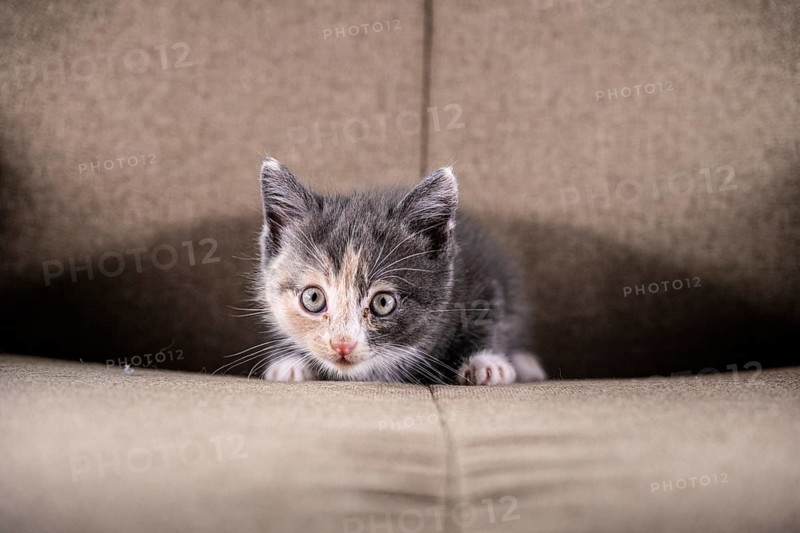 Grey beige and white kitten in a chair