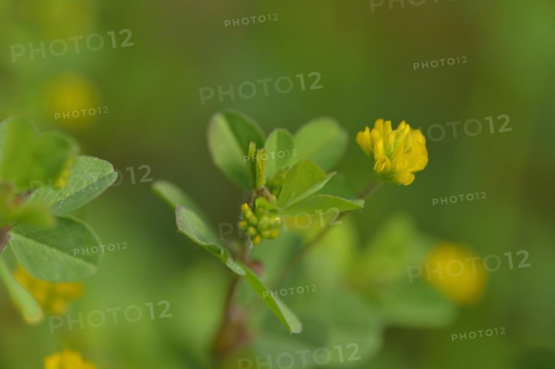 Bluete des Faden-Klee. Trifolium dubium, the lesser trefoil with blurred background