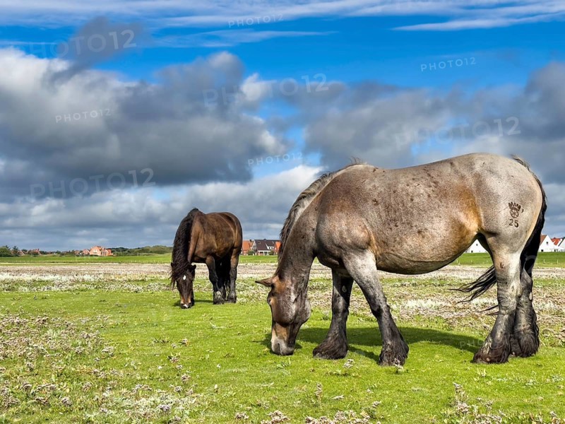 A horse grazing on the salt marshes on Juist, East Frisian Islands, Germany, Europe