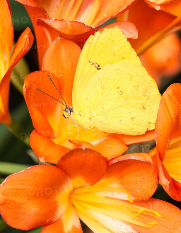 Orange-barred Sulphur (Phoebis Philea) in the middle of orange flower blossoms