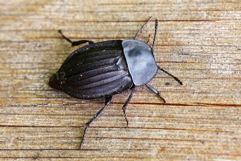 Phosphuga atrata (Phosphuga atrata), carrion beetle, Schleswig-Holstein, Germany, Europe