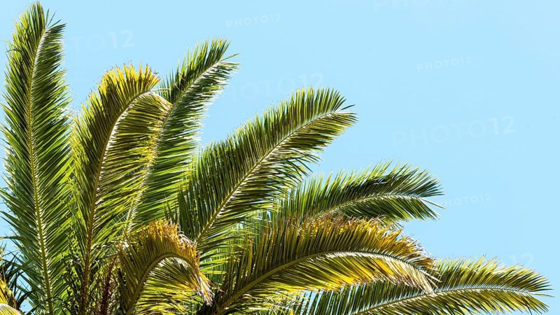 Palm tree leaves outdoors sun