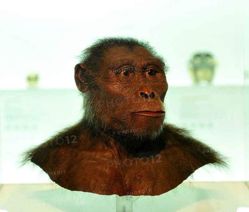Modell, subject, mockup, primordial human being Lucy, Natural History Museum of Basel, Basel, Switzerland (Australophitecus afarensis)