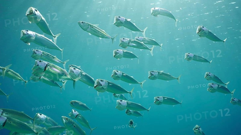 Shoal of Striped Mackerel or Indian Nackerel (Rastrelliger kanagurta) swims in blue water with open mouths filtering for plankton on sunny day in sunrays, Red sea, Safaga, Egypt, Africa